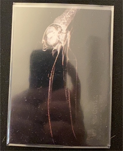 2024 Topps Allen & Ginter X-Ray'd #XR-18 Inca Tern — front