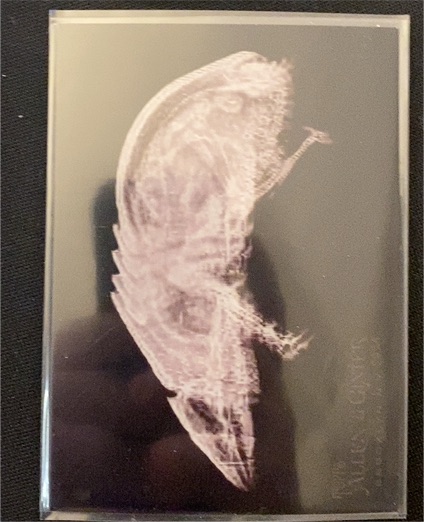 2024 Topps Allen & Ginter #XR-8 Bobcat X-ray'd Card — front