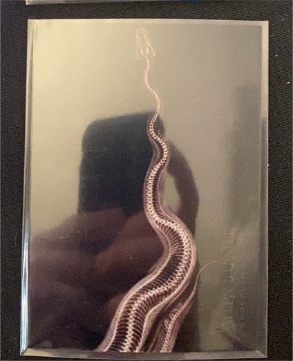 2024 Topps Allen & Ginter X-Ray #XR-5 Ball Python — front