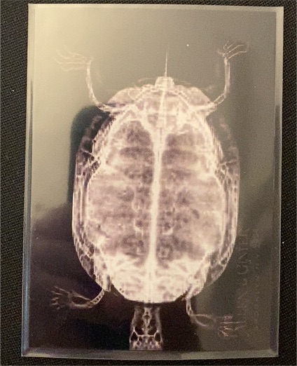 2024 Topps Allen & Ginter #XR-7 Western Pond Turtle — front