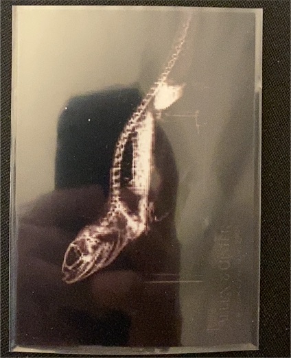 2024 Topps Allen & Ginter Oregon Zoo X-Ray Card XR-5 Ball Python — front