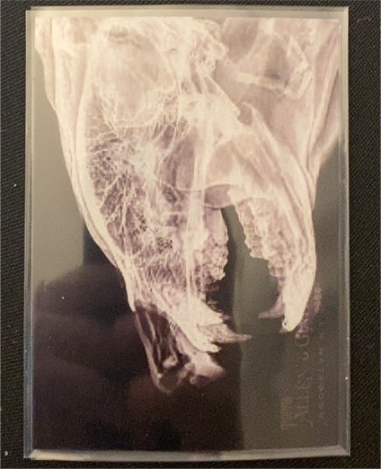 2024 Topps Allen & Ginter X-Ray #XR-11 Black Bear — front