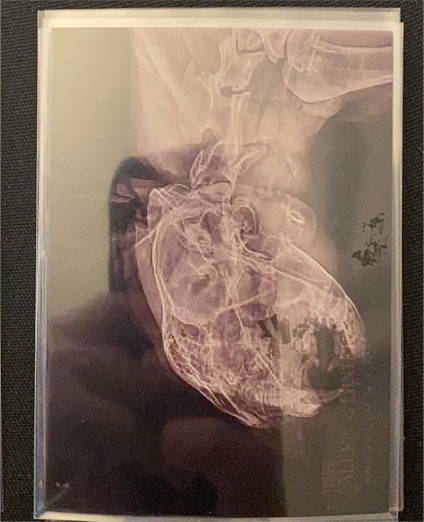 2024 Topps Allen & Ginter X-Ray'd #XR-13 Cougar — front