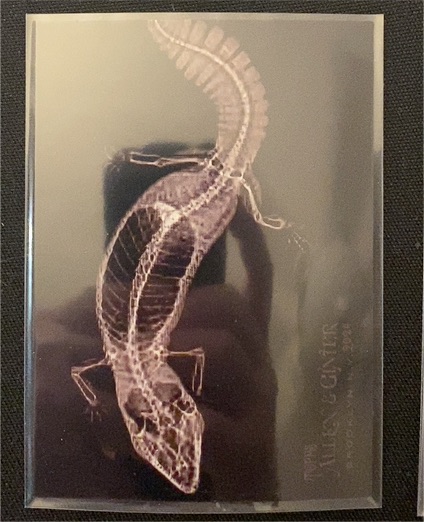 2024 Topps Allen & Ginter Oregon Zoo X-Ray #XR-15 Fat-Tailed Gecko — front