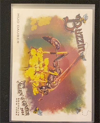 2024 Topps Allen & Ginter Buzzin #BUZ-1 Mud Dauber — front