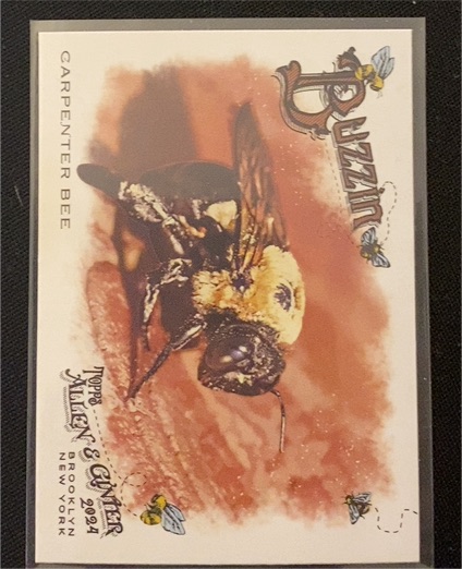 2024 Topps Allen & Ginter Buzzin' #BUZ-4 Carpenter Bee — front