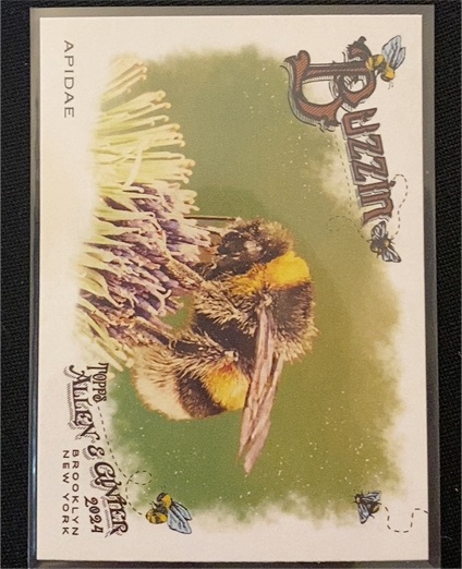 2024 Topps Allen & Ginter #BUZ-6 Apidae Buzzin' — front