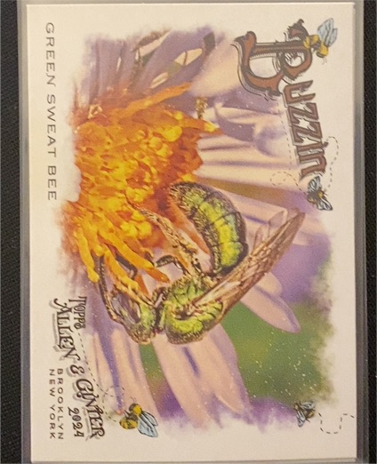 2024 Topps Allen & Ginter #BUZ-8 Green Sweat Bee — front