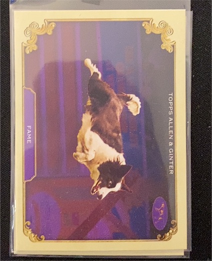 2024 Topps Allen & Ginter #SOS-1 Fame Border Collie — front