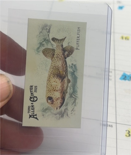 2025 Topps Allen & Ginter Mini 50 Fish From Global Waters #FGW-38 Pufferfish — front