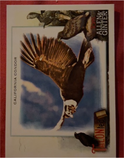 2023 Topps Allen & Ginter #TT-17 California Condor TALONted — front