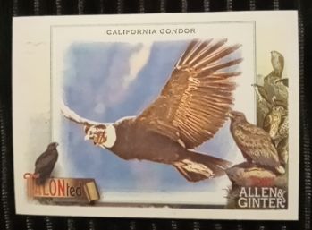 2023 Topps Allen & Ginter #TT-17 California Condor TALONted Insert — front