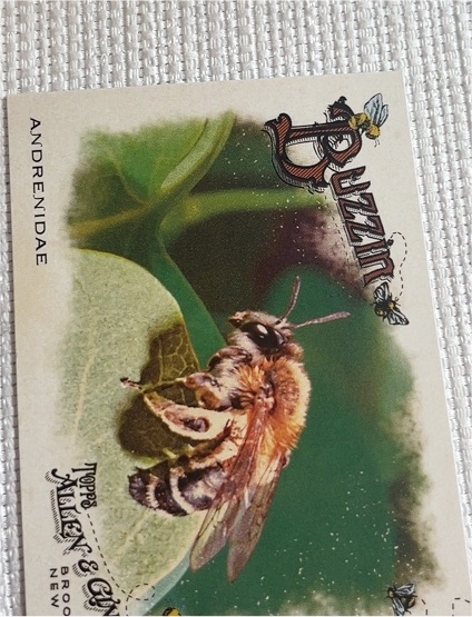 2024 Topps Allen & Ginter Buzzin #BUZ-7 Andrenidae — front